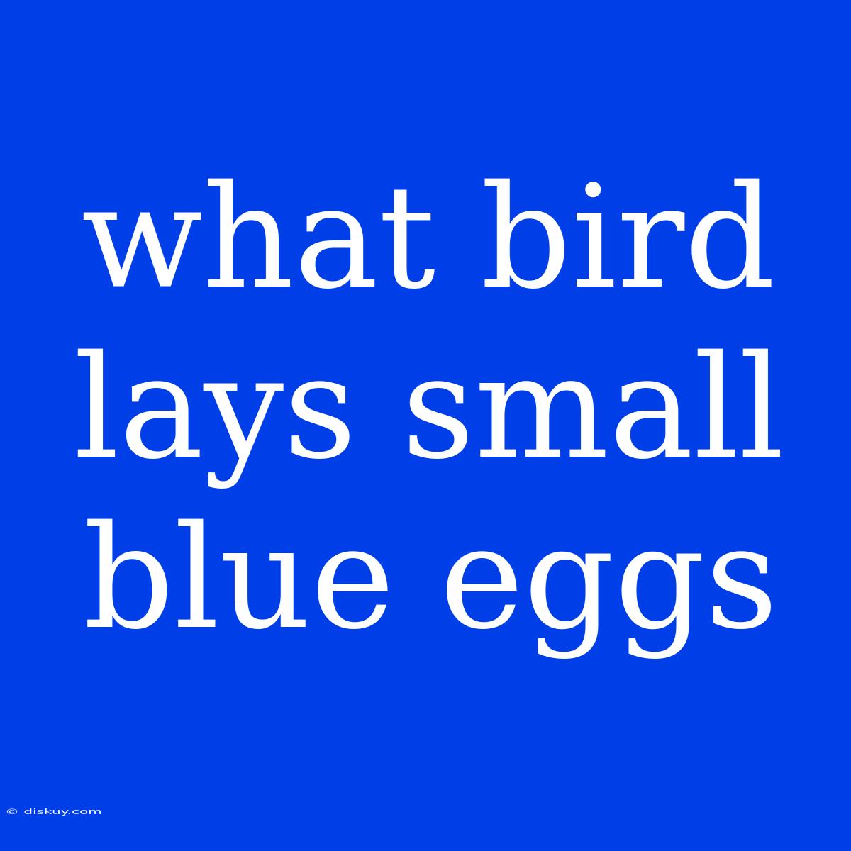 What Bird Lays Small Blue Eggs