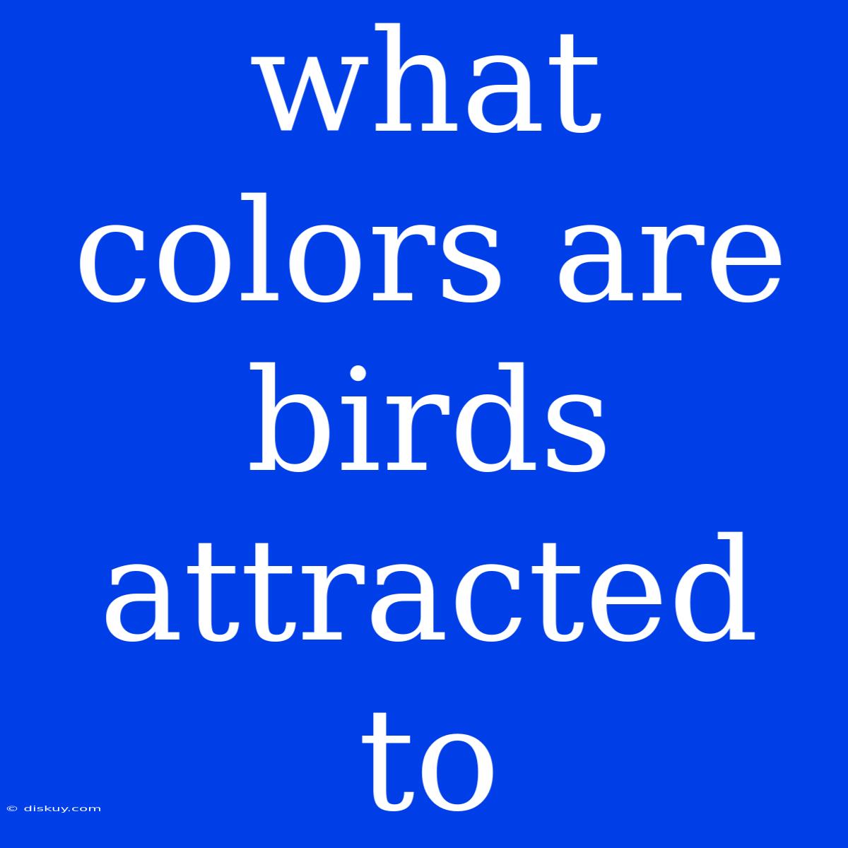 What Colors Are Birds Attracted To