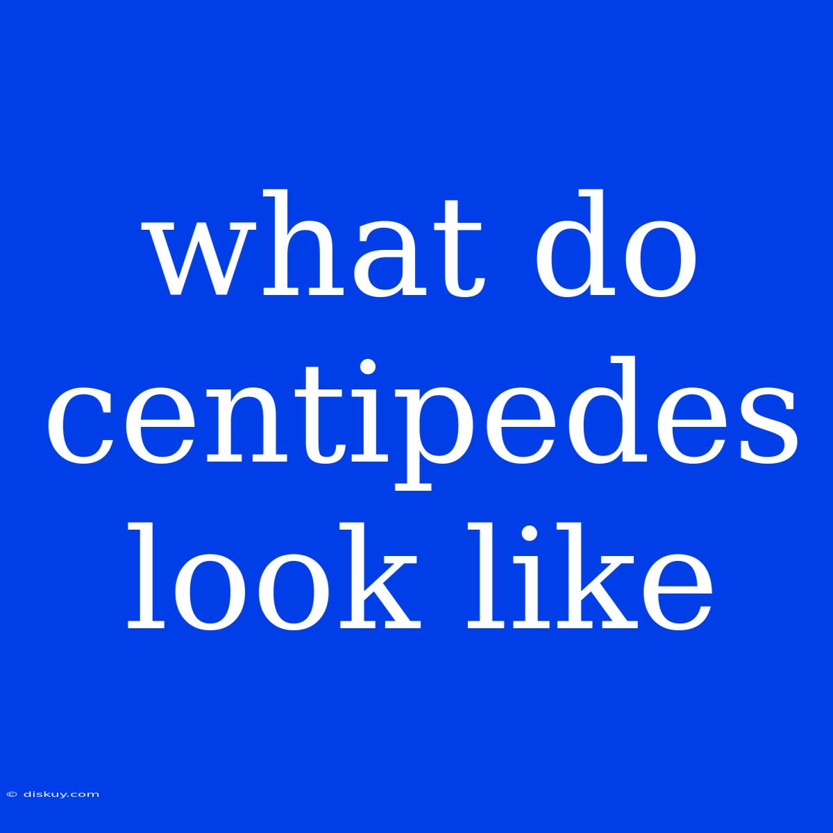 What Do Centipedes Look Like