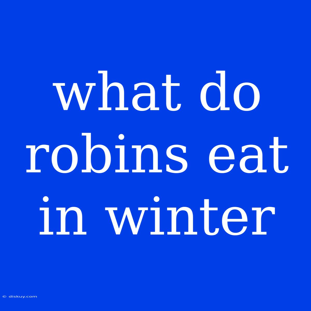 What Do Robins Eat In Winter