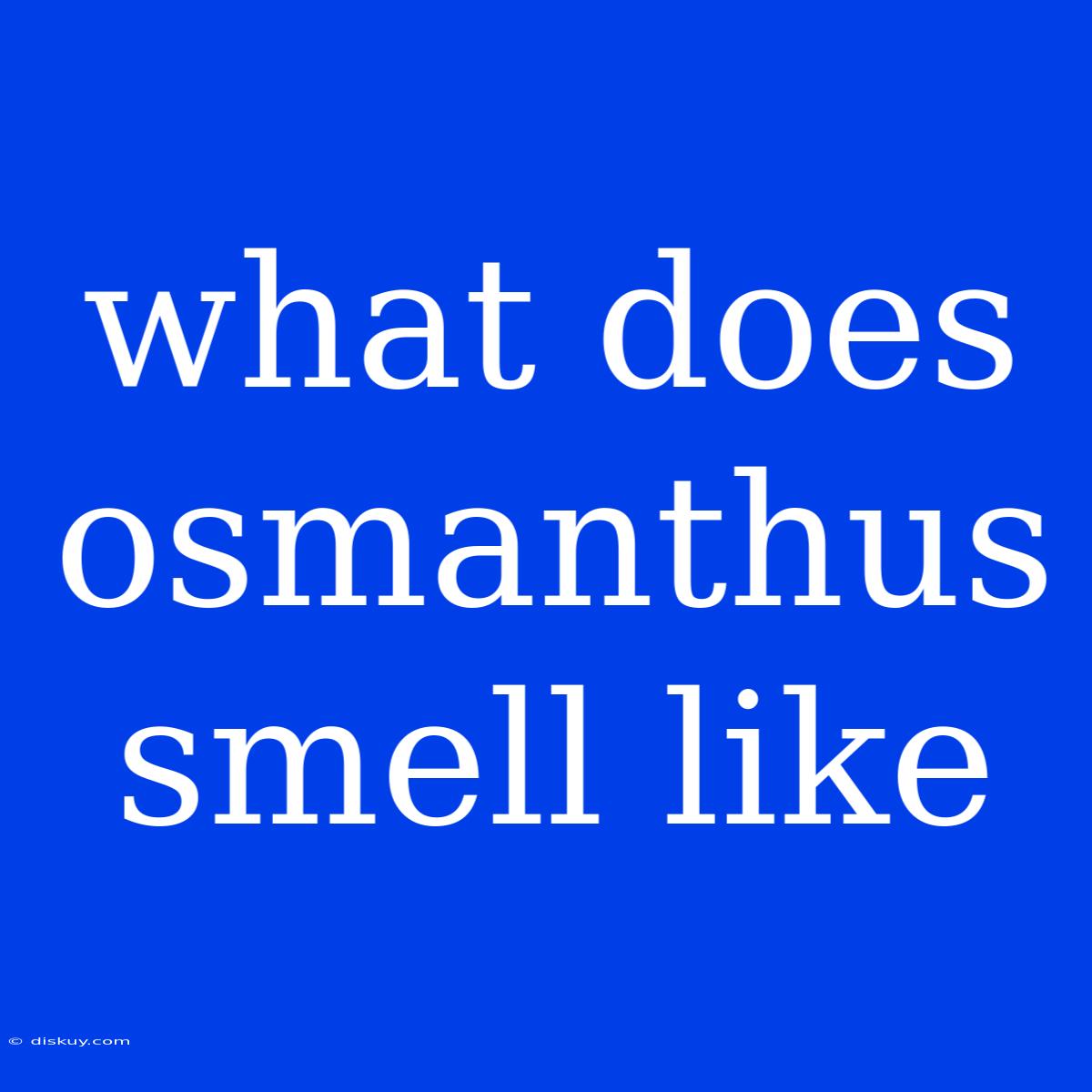 What Does Osmanthus Smell Like