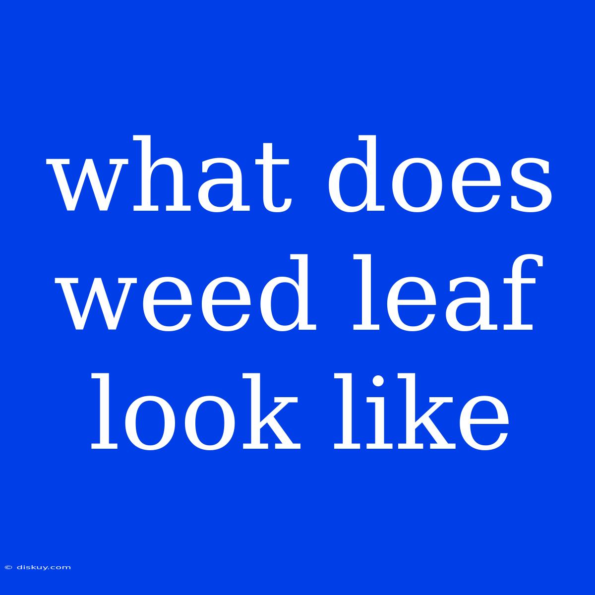 What Does Weed Leaf Look Like