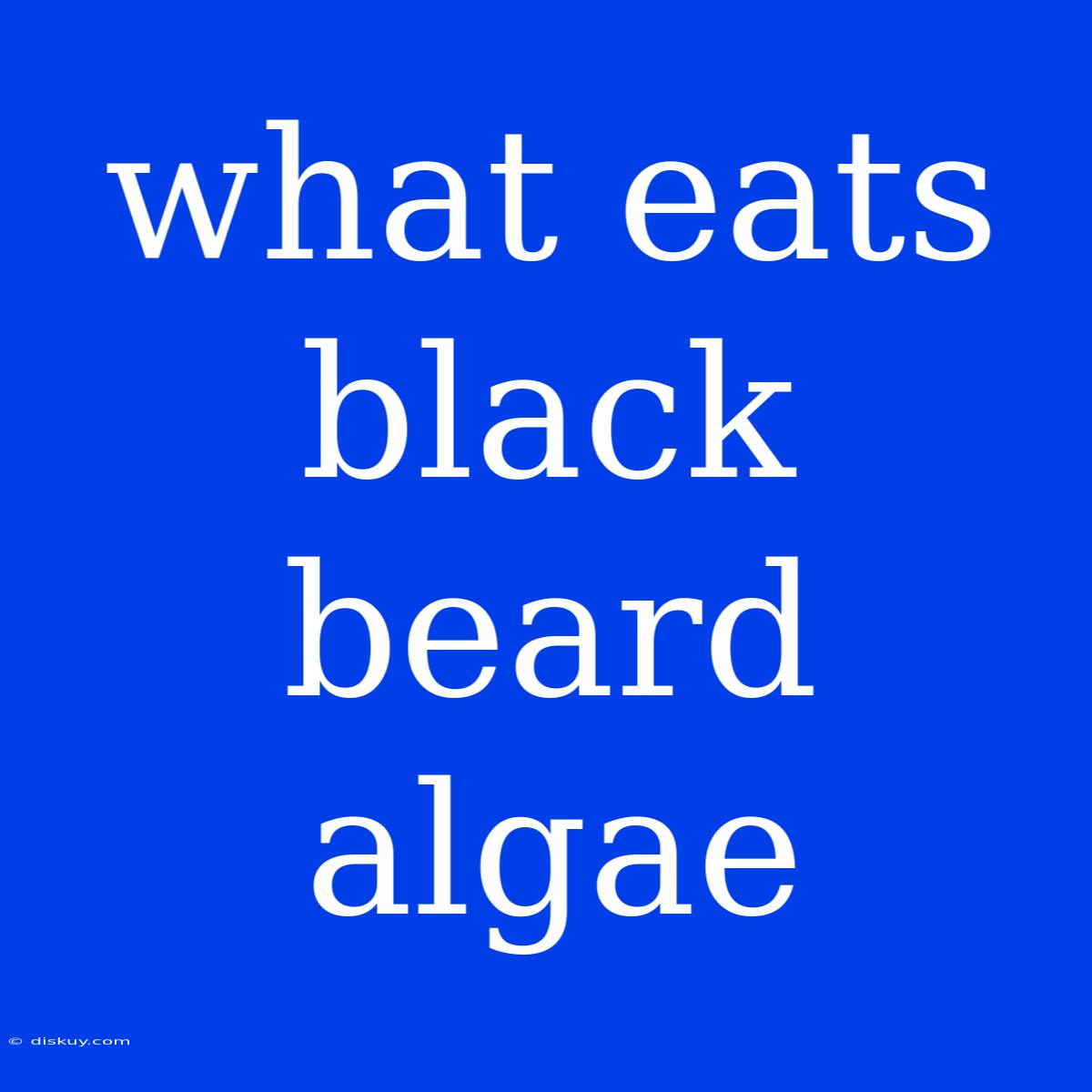 What Eats Black Beard Algae