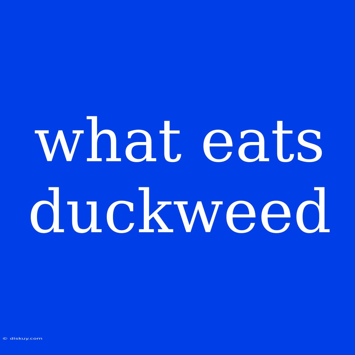 What Eats Duckweed