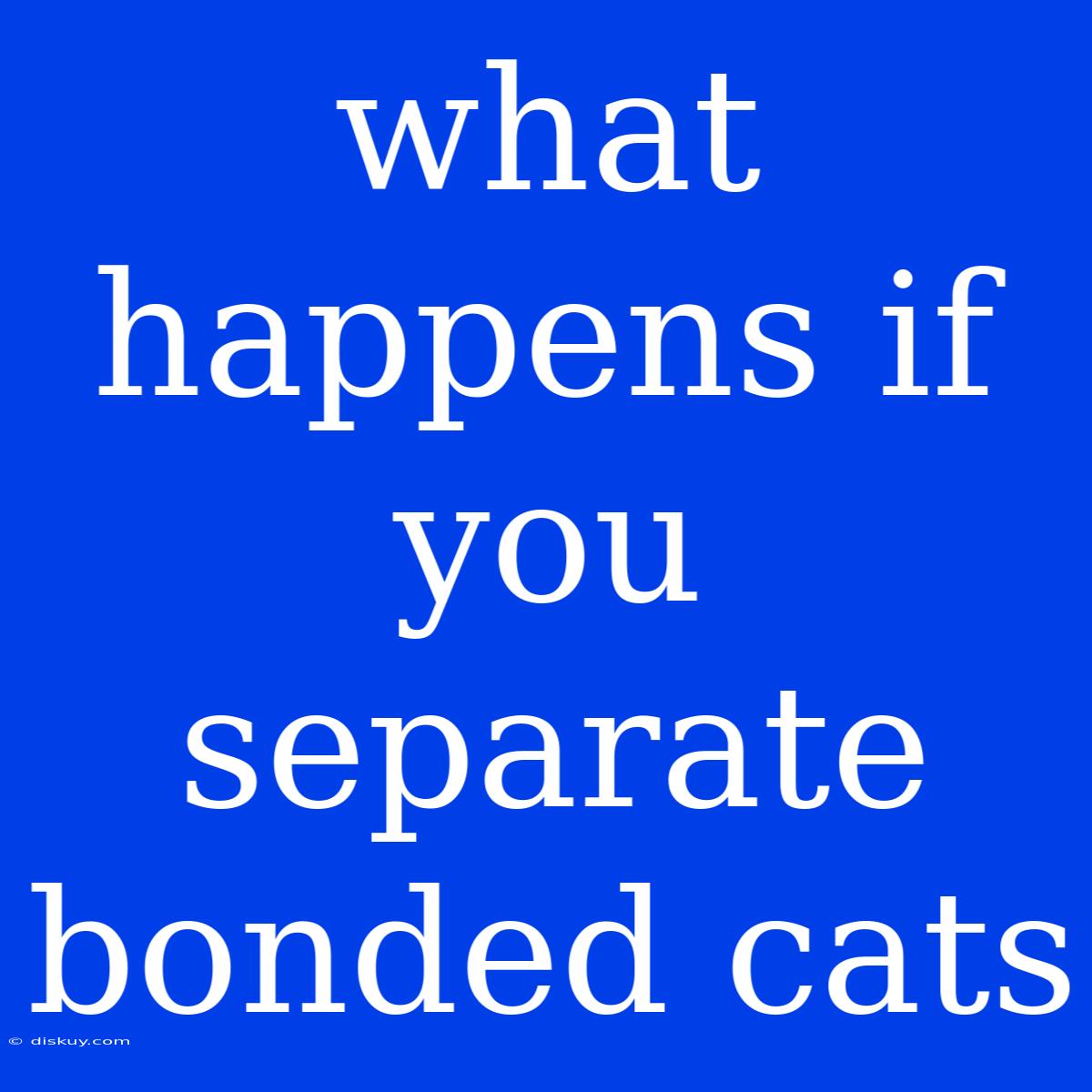 What Happens If You Separate Bonded Cats