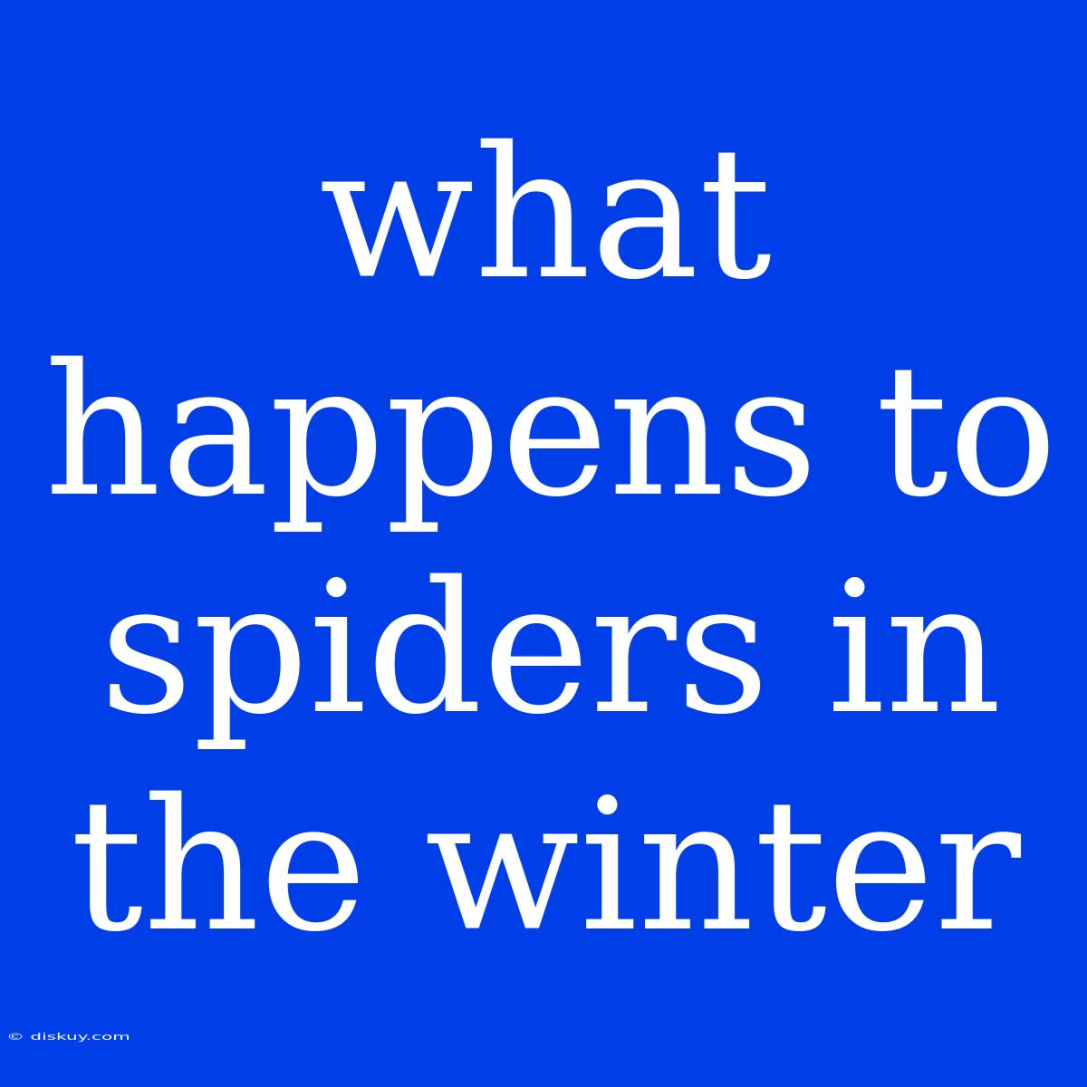 What Happens To Spiders In The Winter