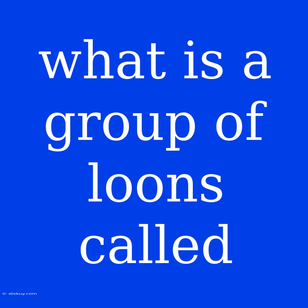 What Is A Group Of Loons Called