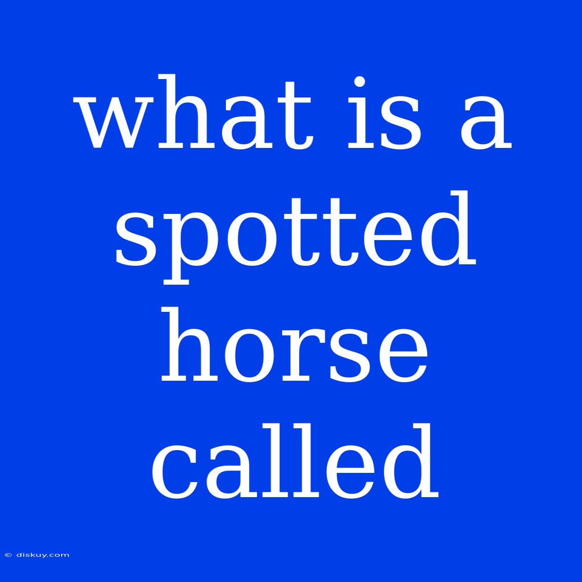 What Is A Spotted Horse Called