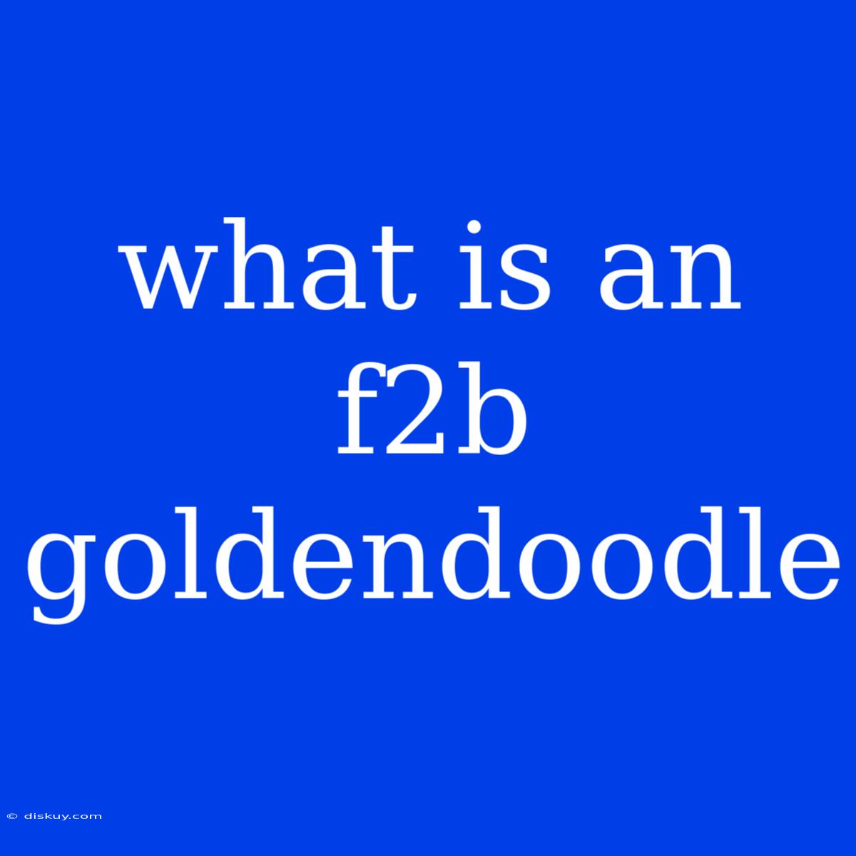 What Is An F2b Goldendoodle