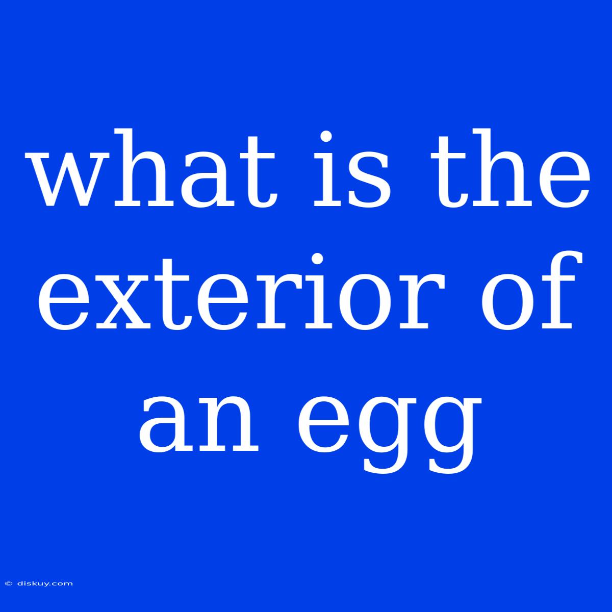 What Is The Exterior Of An Egg