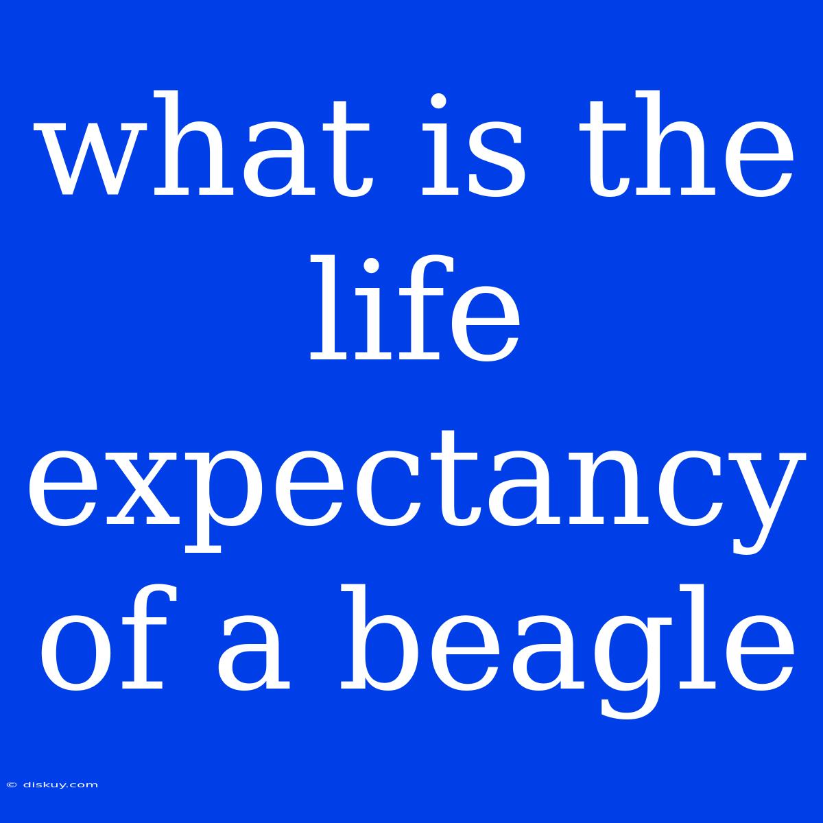 What Is The Life Expectancy Of A Beagle