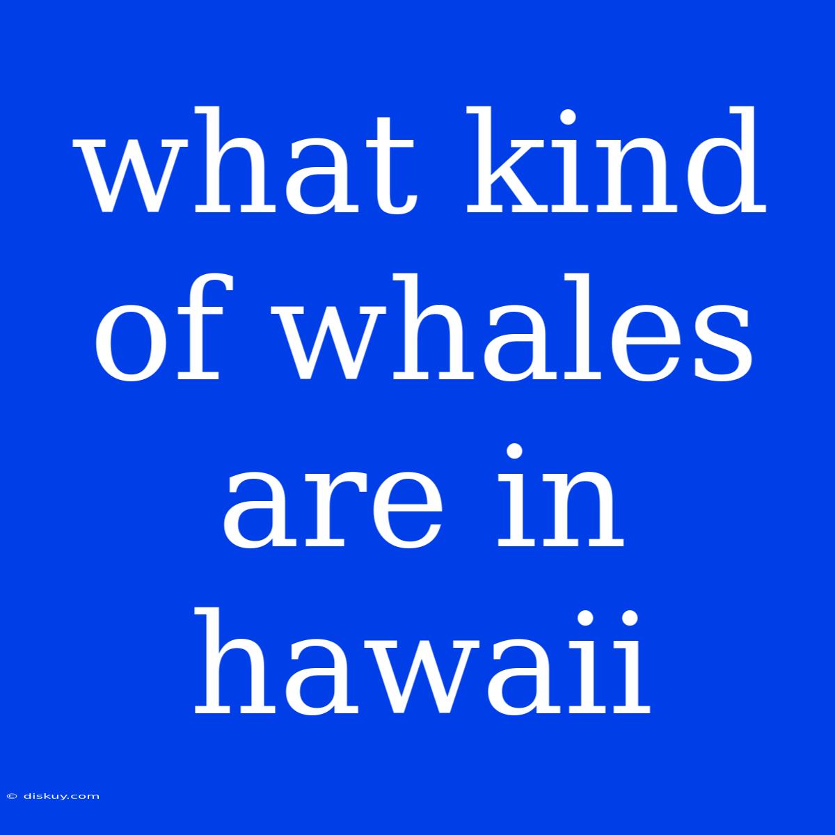 What Kind Of Whales Are In Hawaii