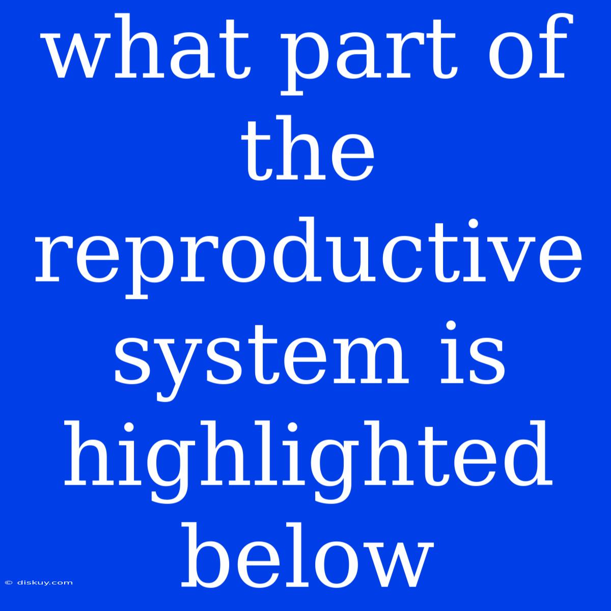 What Part Of The Reproductive System Is Highlighted Below