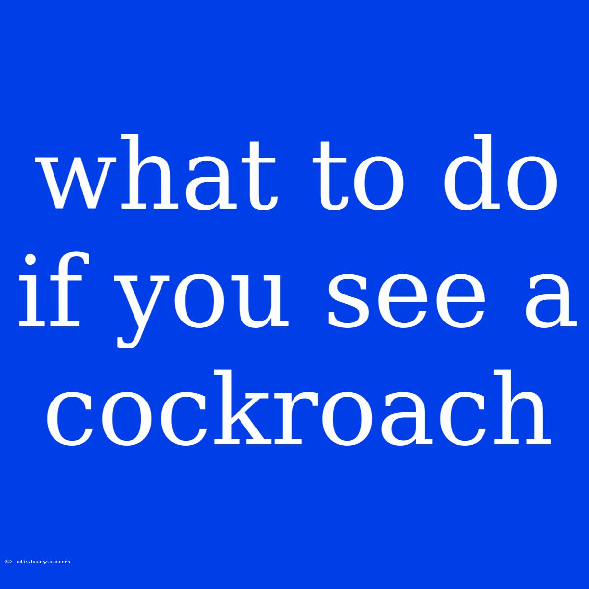 What To Do If You See A Cockroach